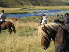 Iceland-Iceland Shorts-Horse Round Up in Iceland